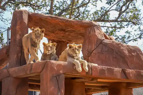 © Pumbaa Wildlife Park